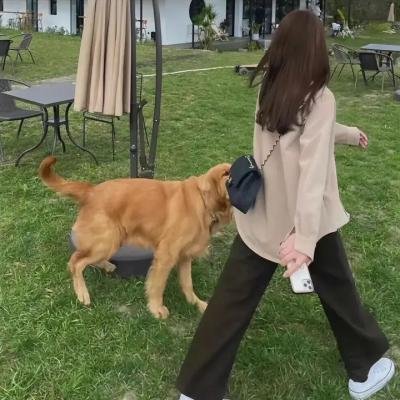 碧眼花豹